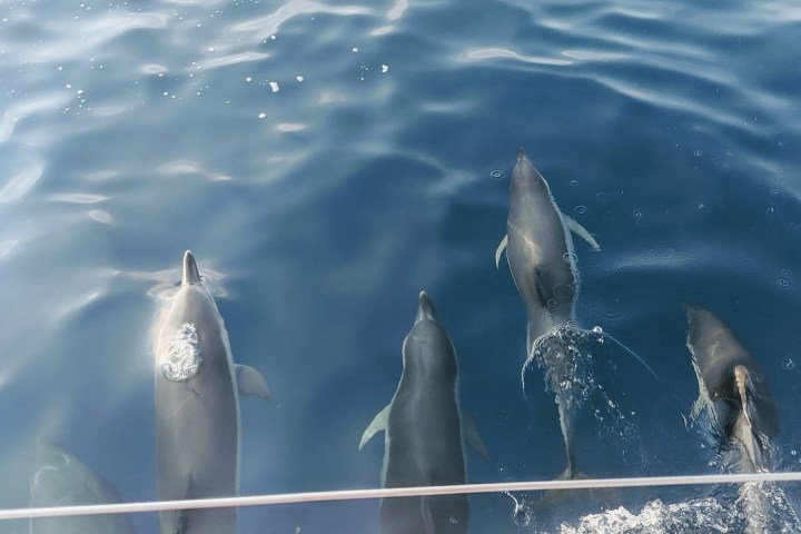 Five dolphins swimming underwater in clear blue ocean.