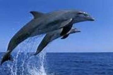 Two dolphins jumping out of the water against a clear blue sky.