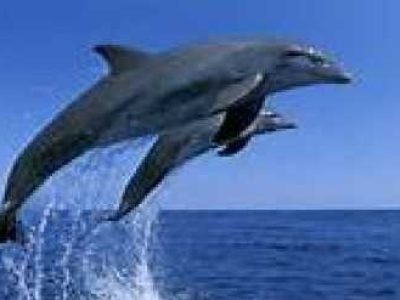 Two dolphins jumping out of the water against a clear blue sky.