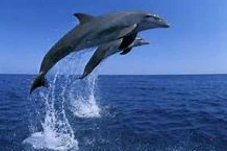 Two dolphins jumping out of the water against a clear blue sky.