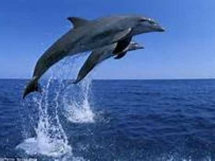 Two dolphins jumping out of the water against a clear blue sky.