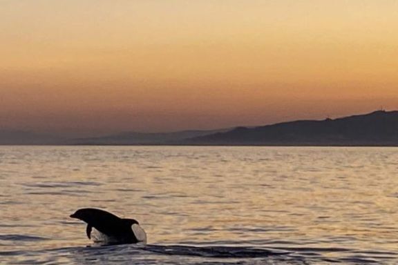 Dolphin jumping over water at sunset with distant hills in background.