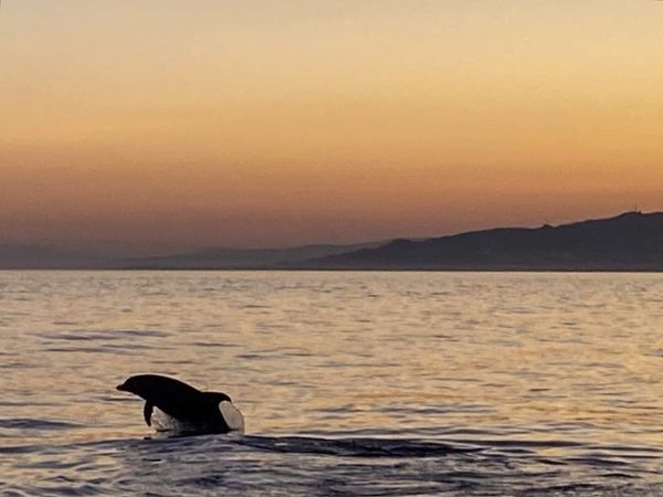 Dolphin jumping over water at sunset with distant hills in background.