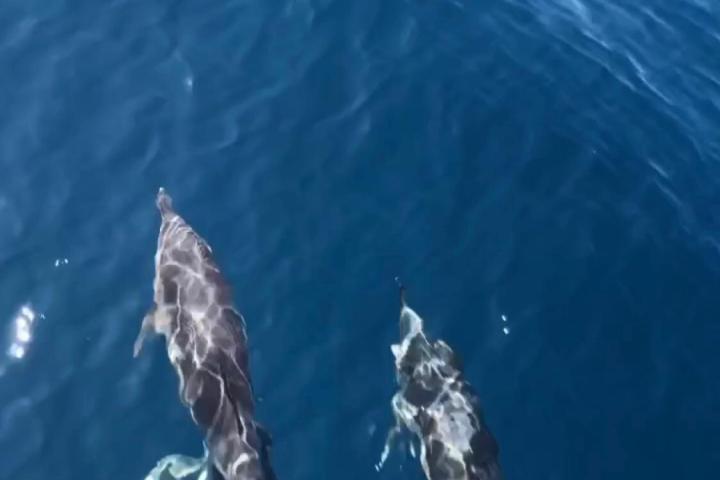 Two dolphins swimming underwater in clear blue ocean.