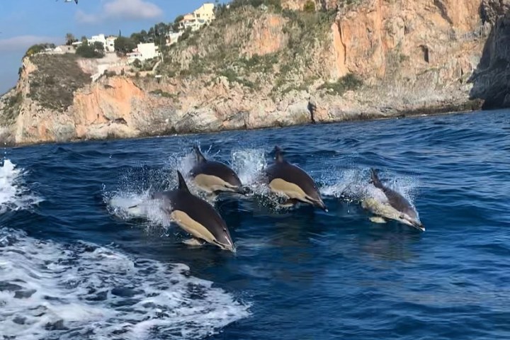 Four dolphins jumping in ocean near rocky coastline with buildings above.