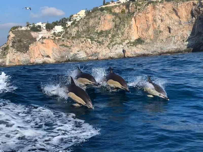 Four dolphins jumping in ocean near rocky coastline with buildings above.